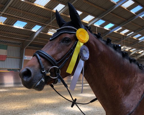 dressage horse Deimos E (Rhinelander, 2014, from Don Frederic 3)