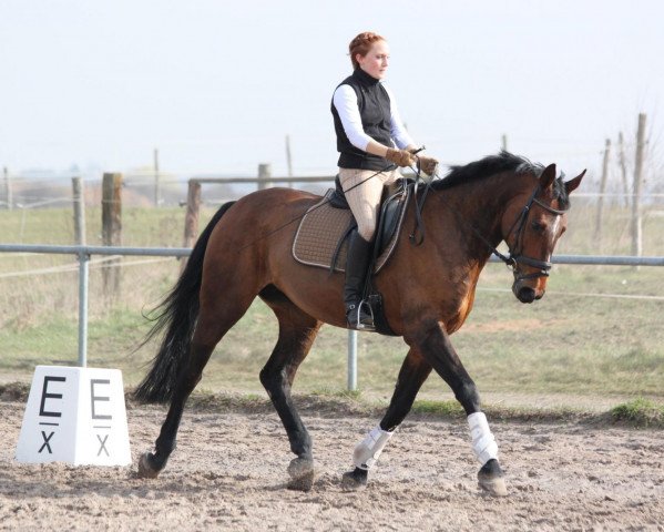 broodmare Samba de Brasil (Hanoverian, 1999, from Sao Paulo)