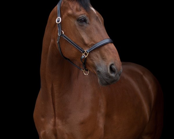 dressage horse Radames 31 (Saxony-Anhaltiner, 1999, from Rotarier)