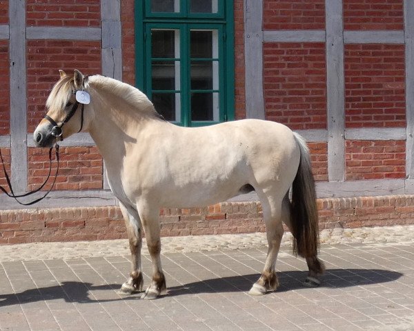 broodmare Fiola (Fjord Horse, 2015, from Herko) broodmare Fiola (Fjord Horse, 2015, from Herko)