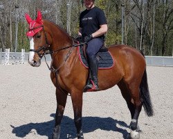jumper Lana de Schwinn (Zweibrücken, 2009, from Lordano)