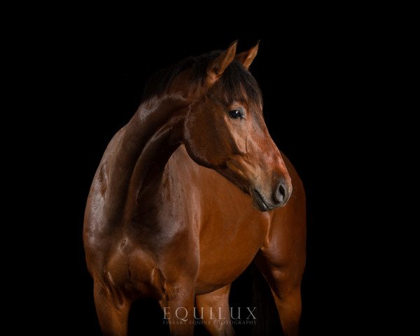 horse Chester (Holsteiner, 2015, from Cormint)