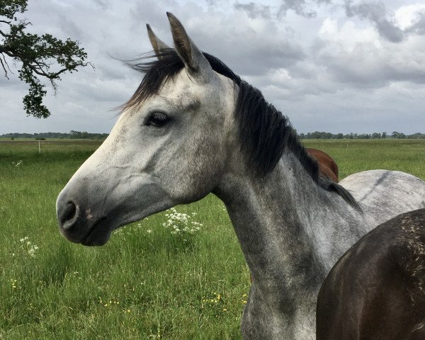 horse Lovely like Angel (German Sport Horse, 2018, from Like Angel)