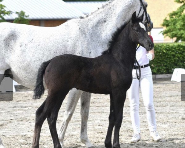 eventing horse Comme Schon (German Sport Horse, 2020, from Comme Prevu)