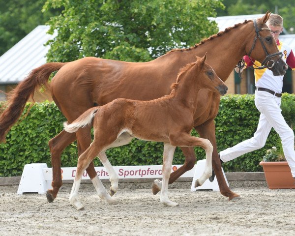 horse Quaterdonner (German Sport Horse, 2020, from Quaterback)