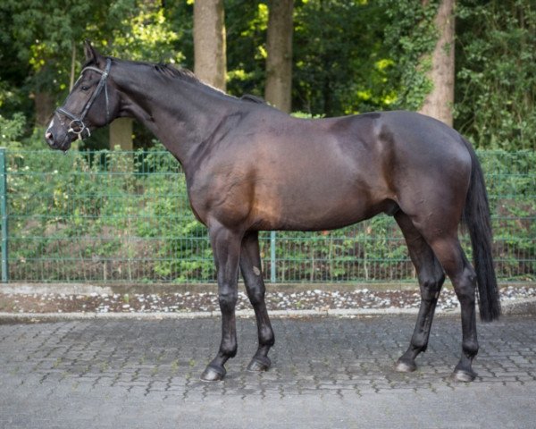 horse Griezman HB (Hanoverian, 2016, from Genesis)