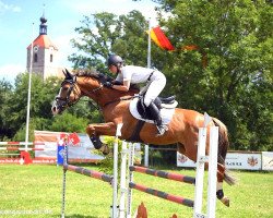 Springpferd Sandolino (Deutsches Sportpferd, 2008, von Salute xx)