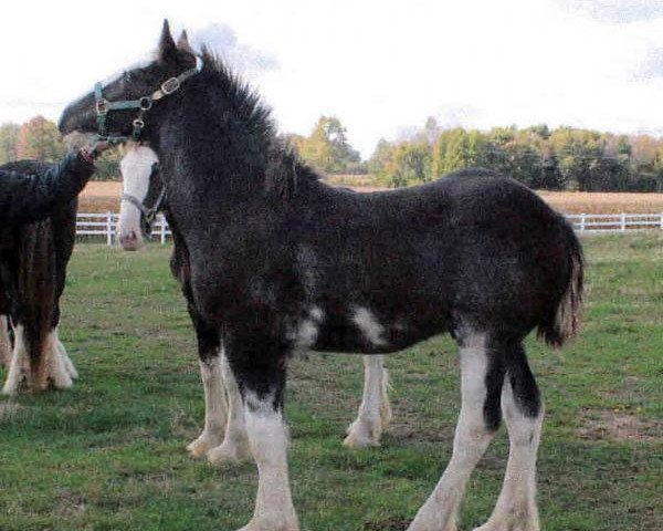 Pferd Southridge Tobias (Clydesdale, 2013, von Dew Ridge King II)