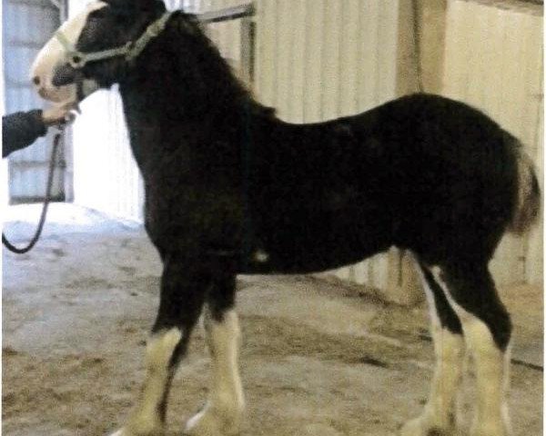 Pferd South Ridge 2nd Hand Hub (Clydesdale, 2014, von Dew Ridge King II)
