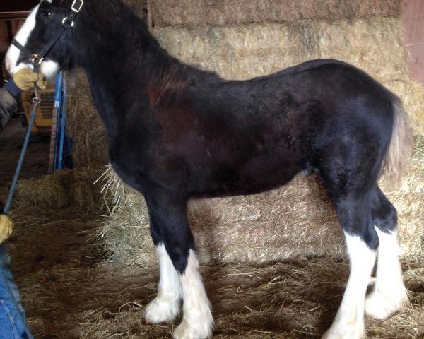Deckhengst Faydar Up Front Ozzie (Clydesdale, 2014, von Hatfield Up Front) Deckhengst Faydar Up Front Ozzie (Clydesdale, 2014, von Hatfield Up Front)