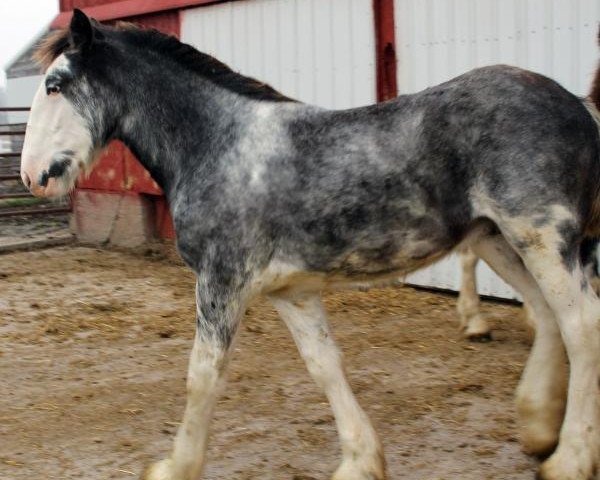 Pferd South Ridge Gone Fishing (Clydesdale, 2016, von Dew Ridge King II)