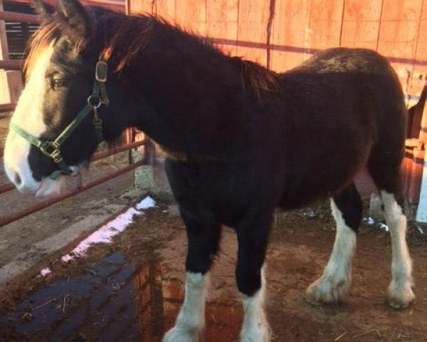 horse Southridge Sweet Annie (Clydesdale, 2018, from Faydar Up Front Ozzie)