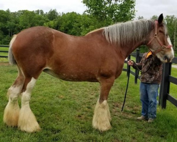broodmare Hill Topper Ethel (Clydesdale, 2004, from Crack A Dawns Silver Storm)