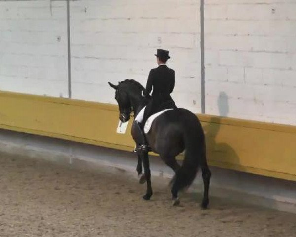 6. Pforzheimer Dressurtage 2015