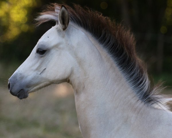 Pferd Waldnymphe (Deutsches Reitpony, 2020, von Dream a little Dream AT)