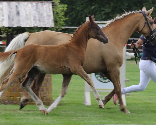 horse Waldrose (German Riding Pony, 2020, from Dreidimensional AT NRW)