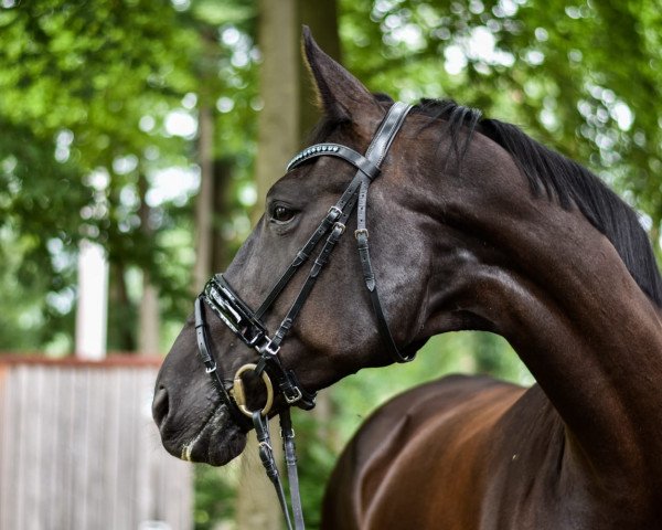 horse Anieke (KWPN (Royal Dutch Sporthorse), 2005, from Obelisk)