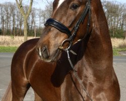 dressage horse Quantentraum (Oldenburg, 2017, from Quantensprung 3)