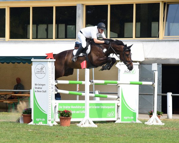 jumper Casadero 2 (Holsteiner, 2011, from Casall Ask)