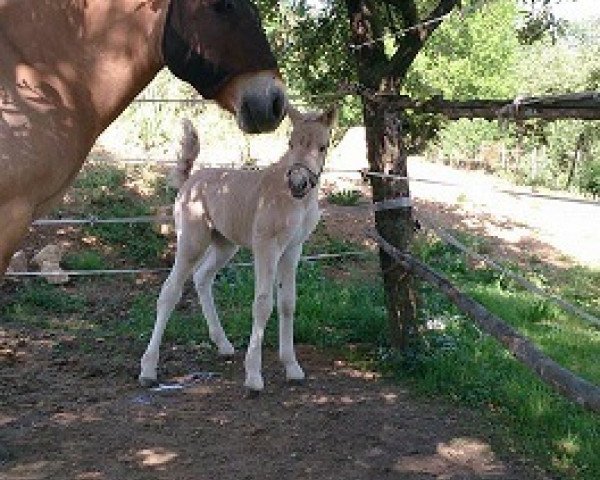 horse Maida von der Bergesruh (Fjord Horse, 2015, from Honning)