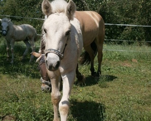 horse Mia von der Bergesruh (Fjord Horse, 2014, from Honning)