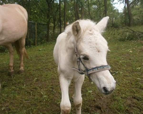 horse Hubert von der Bergesruh (Fjord Horse, 2014, from Honning) horse Hubert von der Bergesruh (Fjord Horse, 2014, from Honning)