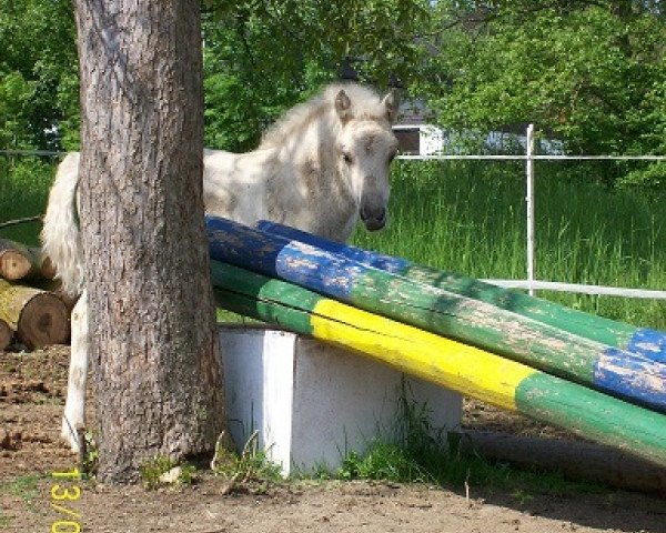 horse Jaba von der Bergesruh (Fjord Horse, 2011, from Honning)