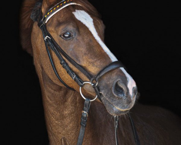 horse Duc De Coeur 2 (German Riding Pony, 2010, from FS Don't Worry)