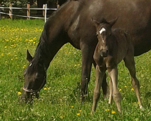 horse Don Ernesto P (German Riding Pony, 2019, from Dark Dornik)