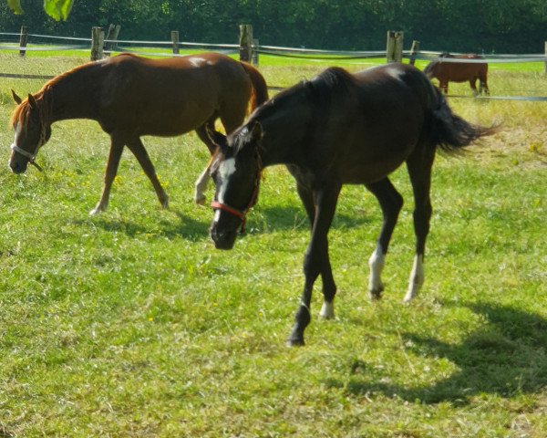 horse Dark Honey P (German Riding Pony, 2017, from Dark Dornik)