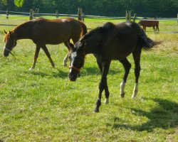 Pferd Dark Honey P (Deutsches Reitpony, 2017, von Dark Dornik)
