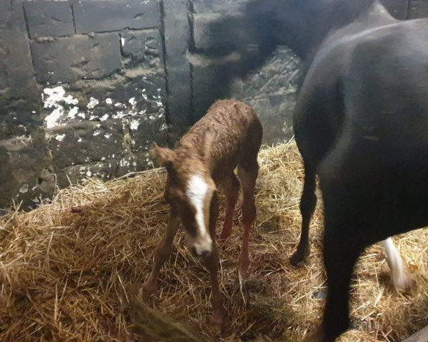horse Delilah P (German Riding Pony, 2019, from Derano B)