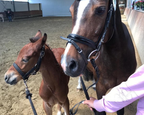 horse Donnerwetter P (German Riding Pony, 2019, from D-Power AT)