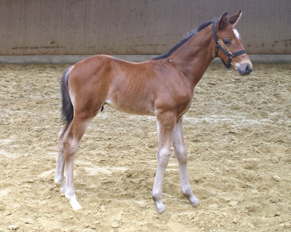 horse Hektor (Westphalian, 2020, from Hickstead Junior)