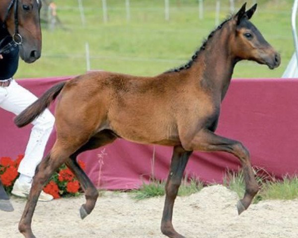 Pferd Hélice Noir (Deutsches Sportpferd, 2018, von Helium)