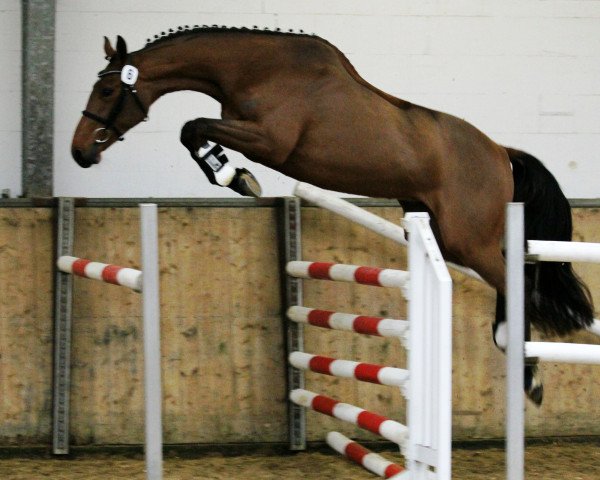 jumper La Vida Platina (Hanoverian, 2009, from Lord Z)