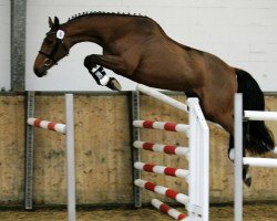 jumper La Vida Platina (Hanoverian, 2009, from Lord Z)