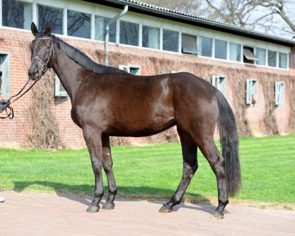 horse Daffy Smilla (Oldenburg, 2015, from E.H. Millennium)