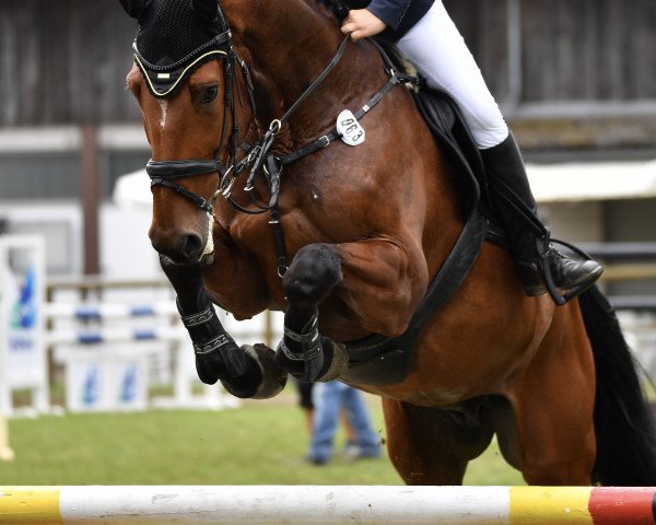 jumper Captain Morgan 44 (Holsteiner, 2014, from Coronino)
