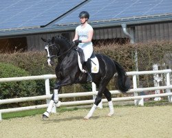 horse Daiquiro Royal (Oldenburg, 2015, from Danciano)
