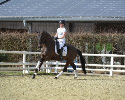 horse Flipper for you (Oldenburg, 2015, from Finest)
