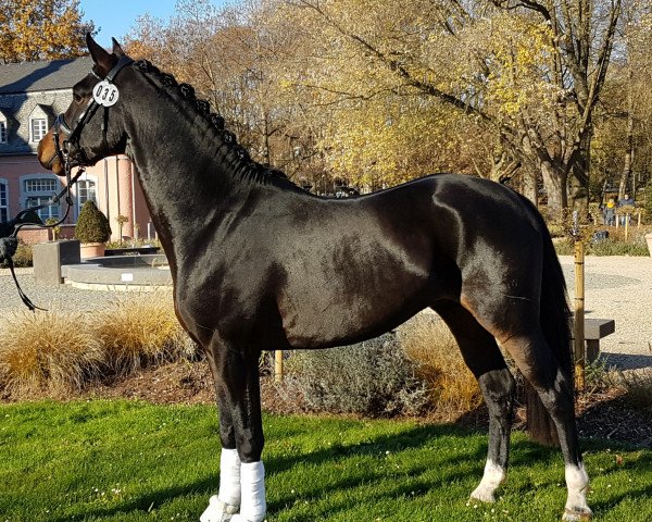 horse Drei Karat (German Riding Pony, 2016, from D-Day AT)