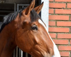 horse Sir Giorgi (Oldenburg, 2015, from Sezuan)