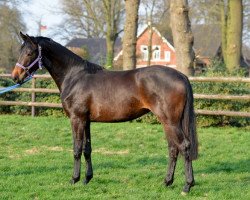 dressage horse Diva Fiore (Oldenburg, 2016, from Dimaggio)