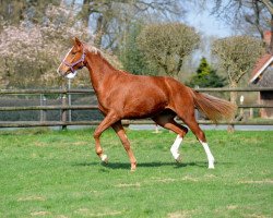 horse Egalite (Oldenburg, 2016, from Zack)