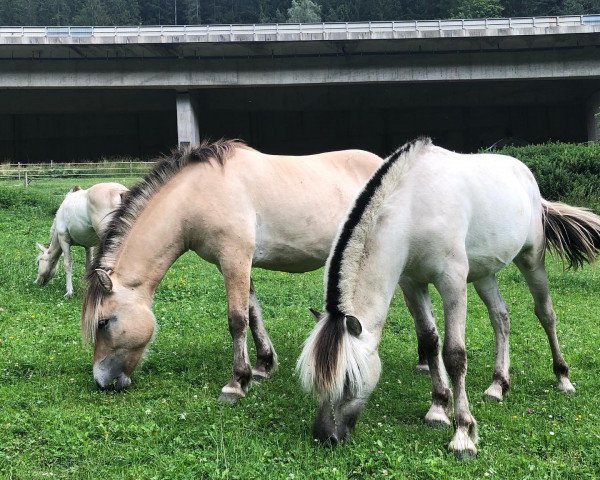 broodmare Valina van den Bosdries (Fjord Horse, 2019, from Rudsmo Rune)