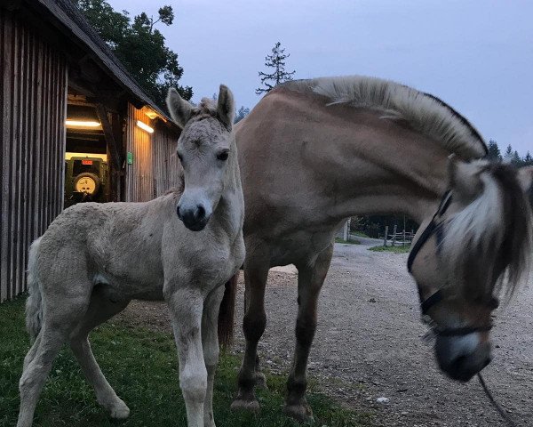 Zuchtstute Dori (Fjordpferd, 2019, von Sorley)