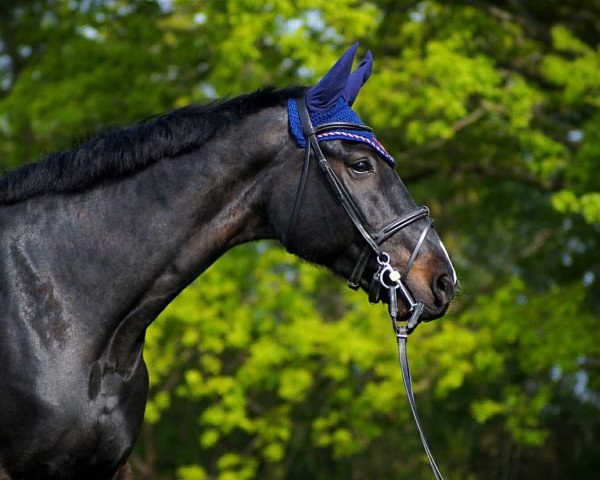 Springpferd Capricado (unbekannt, 2009)