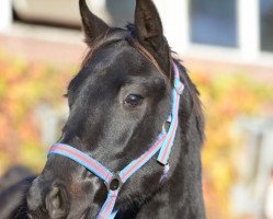 horse For Paulo (Oldenburg, 2016, from For Romance I)