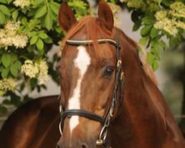 horse Pavo (Westphalian, 1993, from Parademarsch I)